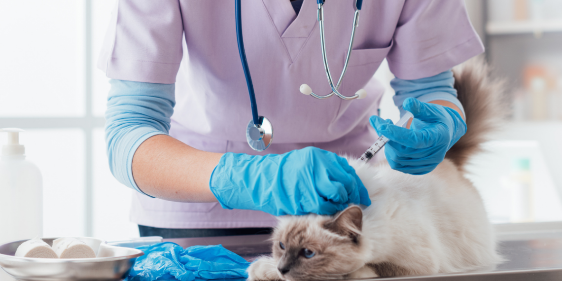 Campanha de vacinação antirrábica em Macaé imuniza cães e gatos na região serrana ao longo da semana com ações itinerantes.