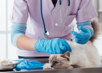 Campanha de vacinação antirrábica em Macaé imuniza cães e gatos na região serrana ao longo da semana com ações itinerantes.