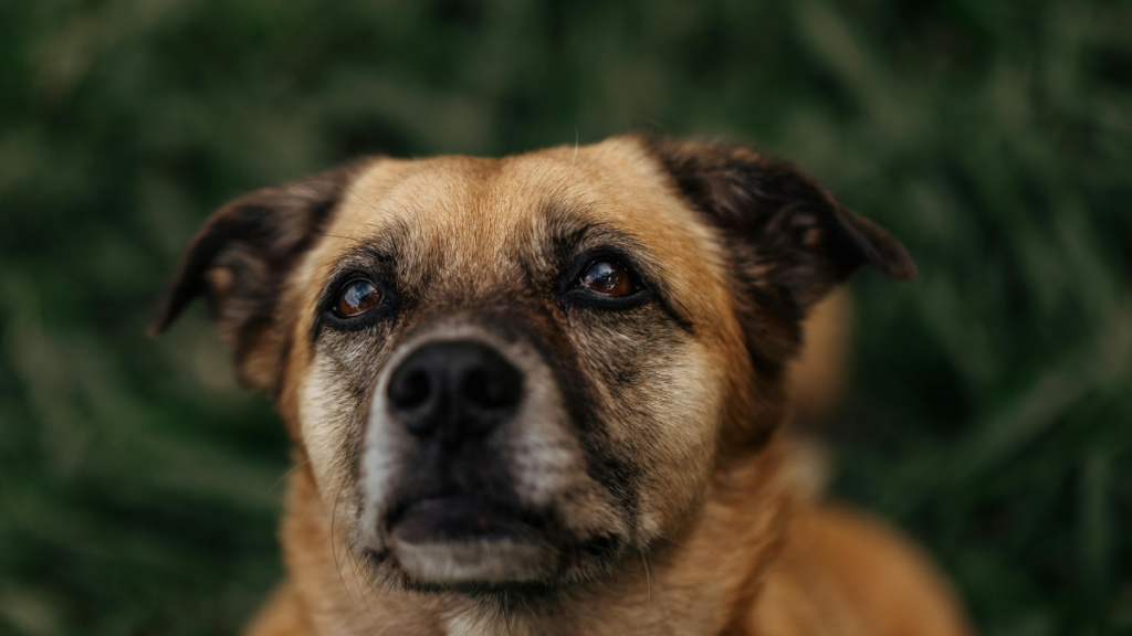 Ministério da Agricultura abre consulta pública sobre regulamentação de medicamentos genéricos e similares intercambiáveis de uso veterinário.