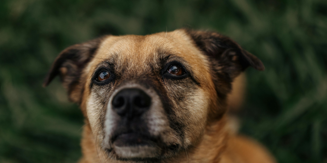 Ministério da Agricultura abre consulta pública sobre regulamentação de medicamentos genéricos e similares intercambiáveis de uso veterinário.