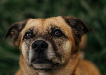 Ministério da Agricultura abre consulta pública sobre regulamentação de medicamentos genéricos e similares intercambiáveis de uso veterinário.
