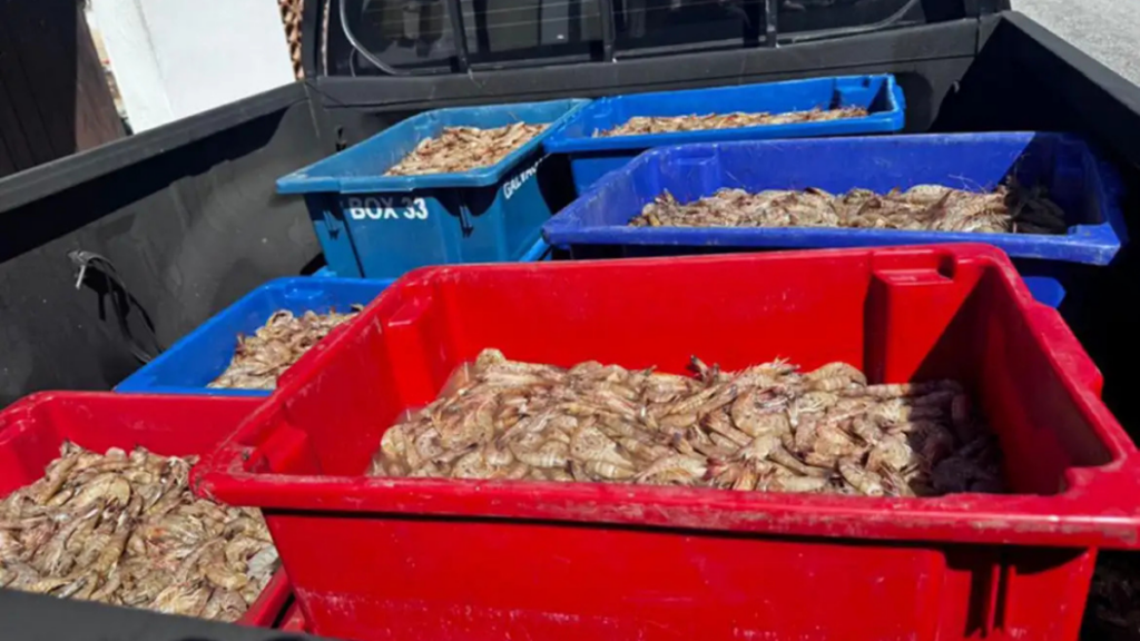 Polícia Federal prende quatro pescadores por pesca ilegal durante o defeso do camarão na Baía de Sepetiba, em Itaguaí, com apreensão de 350 kg do produto.