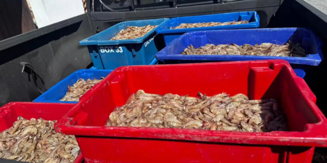 Polícia Federal prende quatro pescadores por pesca ilegal durante o defeso do camarão na Baía de Sepetiba, em Itaguaí, com apreensão de 350 kg do produto.