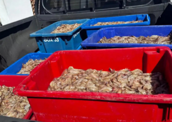 Polícia Federal prende quatro pescadores por pesca ilegal durante o defeso do camarão na Baía de Sepetiba, em Itaguaí, com apreensão de 350 kg do produto.