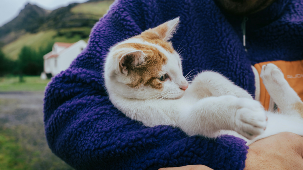 Nova lei no Brasil regulamenta a guarda compartilhada de animais de estimação após separação, incluindo divisão de despesas e regras judiciais.