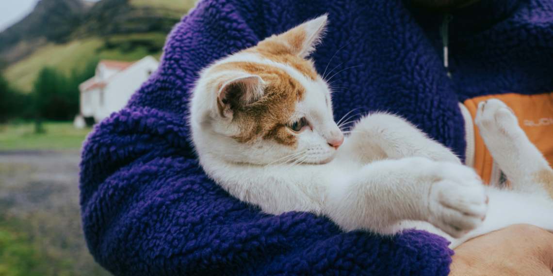 Nova lei no Brasil regulamenta a guarda compartilhada de animais de estimação após separação, incluindo divisão de despesas e regras judiciais.