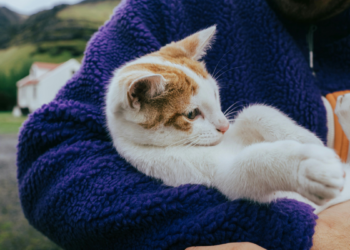 Nova lei no Brasil regulamenta a guarda compartilhada de animais de estimação após separação, incluindo divisão de despesas e regras judiciais.
