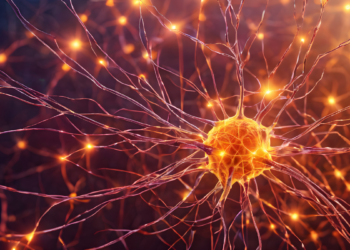 Cientistas identificam código neural comum entre visão e memória.