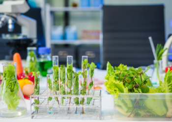 Pesquisadores do Rio de Janeiro desenvolvem plantas mais produtivas e resistentes às mudanças climáticas, com potencial de aumentar a produção e reduzir impactos ambientais.