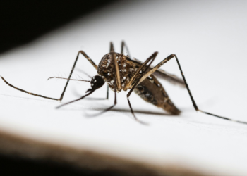 Estudo da Fiocruz revela que dengue pode aumentar em até 30 vezes o risco de Síndrome de Guillain-Barré nas semanas seguintes à infecção. Entenda os impactos.