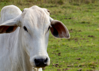 União Europeia retira o Brasil da lista de exportadores de produtos de origem animal, mas exportações continuam até 3 de setembro enquanto governo tenta reverter a decisão.