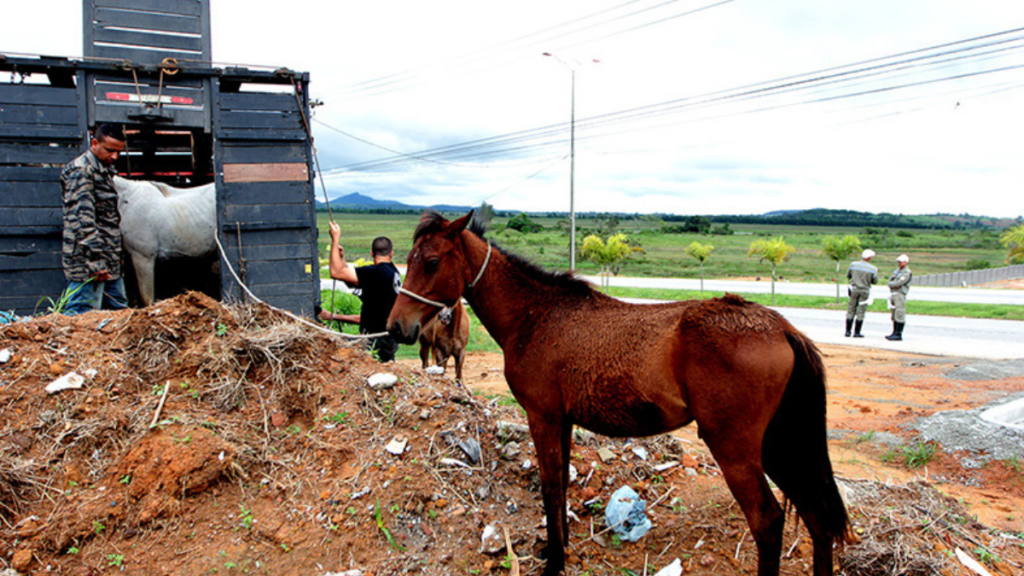 Macaé lança edital para adoção de cavalos resgatados e define regras para novos tutores.