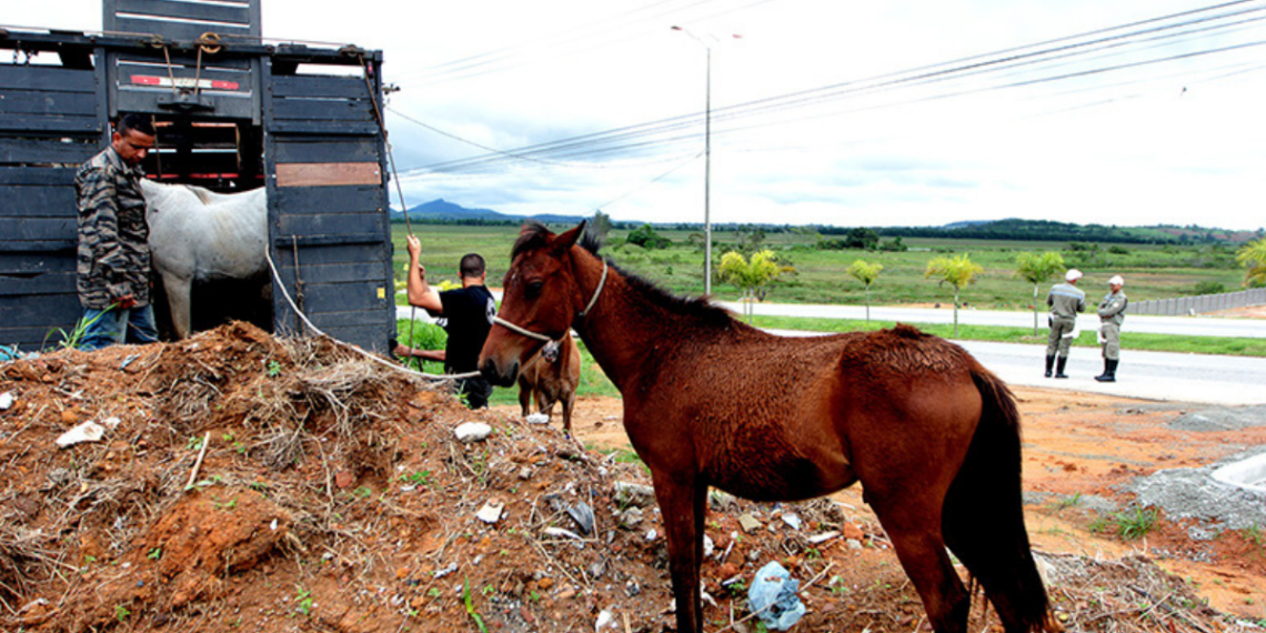 Macaé lança edital para adoção de cavalos resgatados e define regras para novos tutores.