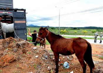 Macaé lança edital para adoção de cavalos resgatados e define regras para novos tutores.