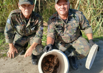 Em Macaé, jiboia de grande porte foi resgatada pela Guarda Ambiental em empresa e devolvida com segurança à natureza. 