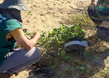 Macaé realiza nova fase de recuperação ambiental na Praia do Pecado com plantio de mudas nativas e proteção da vegetação de restinga.
