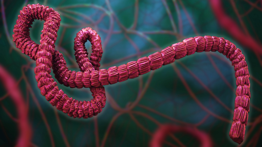 Surtos de ebola causados pelo vírus Bundibugyo são confirmados na RDC e em Uganda. OMS declara emergência internacional e reforça medidas de controle e prevenção.
