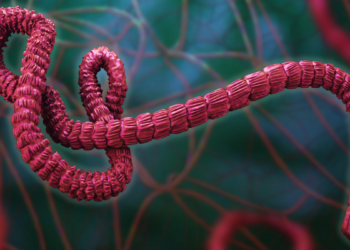 Surtos de ebola causados pelo vírus Bundibugyo são confirmados na RDC e em Uganda. OMS declara emergência internacional e reforça medidas de controle e prevenção.