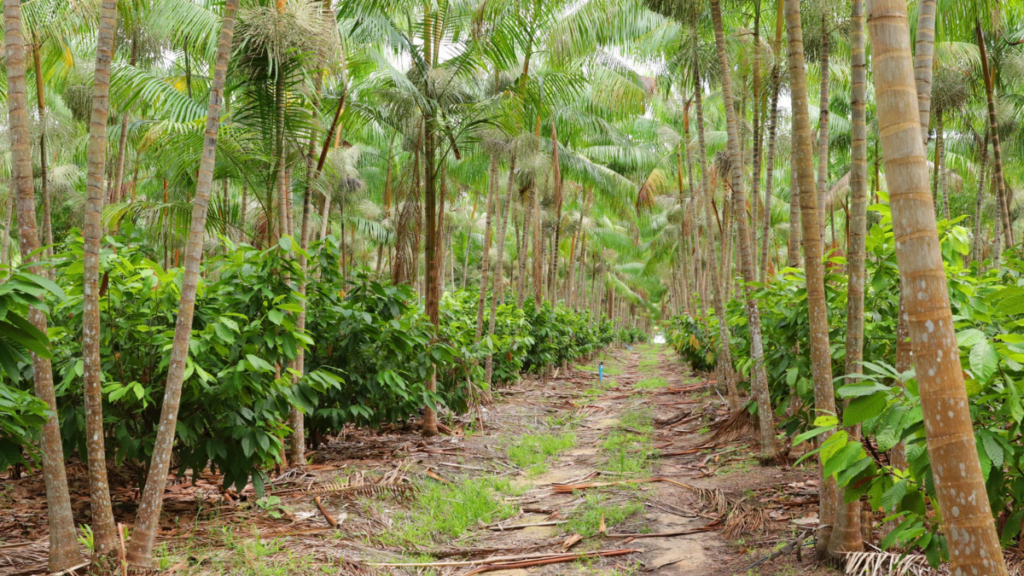 Modelo agroflorestal em Tomé-Açu transforma produção de dendê no Pará, aumentando produtividade, preservando o solo e elevando a renda.