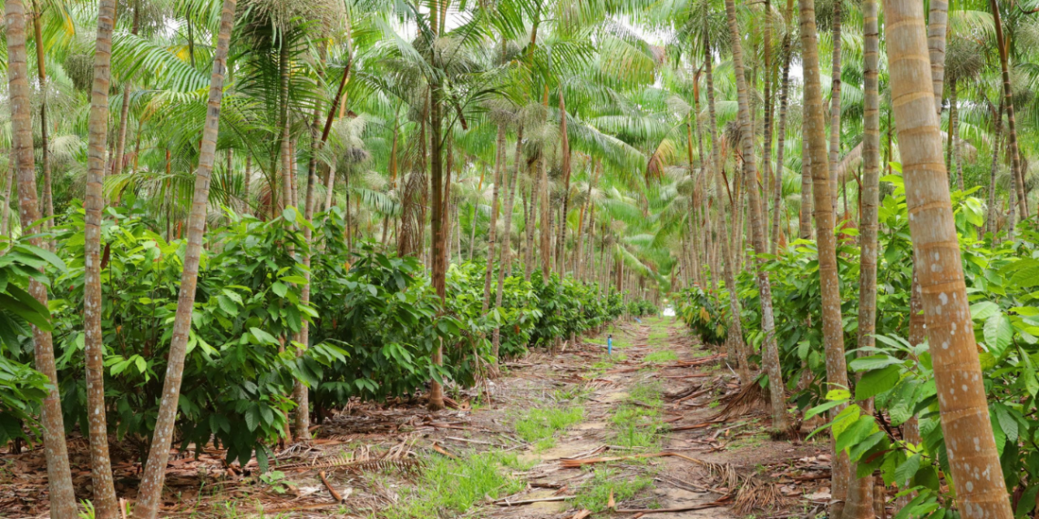 Modelo agroflorestal em Tomé-Açu transforma produção de dendê no Pará, aumentando produtividade, preservando o solo e elevando a renda.