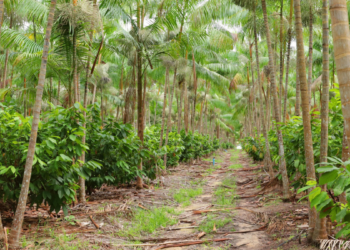 Modelo agroflorestal em Tomé-Açu transforma produção de dendê no Pará, aumentando produtividade, preservando o solo e elevando a renda.