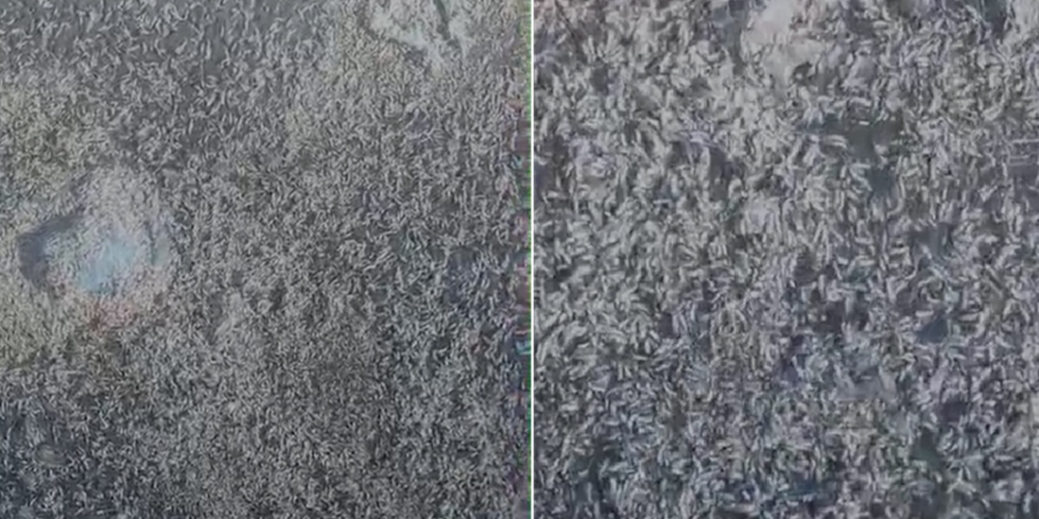 Larvas na Lagoa de Araruama, em São Pedro da Aldeia, preocupam moradores. Prefeitura aponta decomposição de peixes; Inea alerta para possível desequilíbrio ambiental.