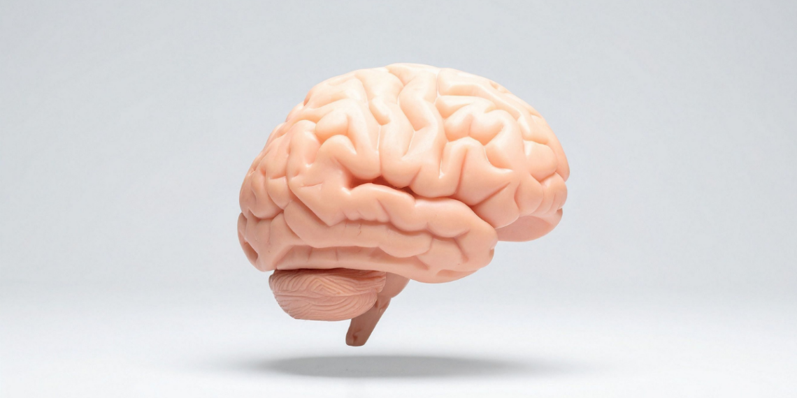 Vida social, aprendizado e orientação espacial ajudam na saúde cerebral