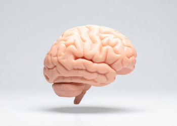 Vida social, aprendizado e orientação espacial ajudam na saúde cerebral