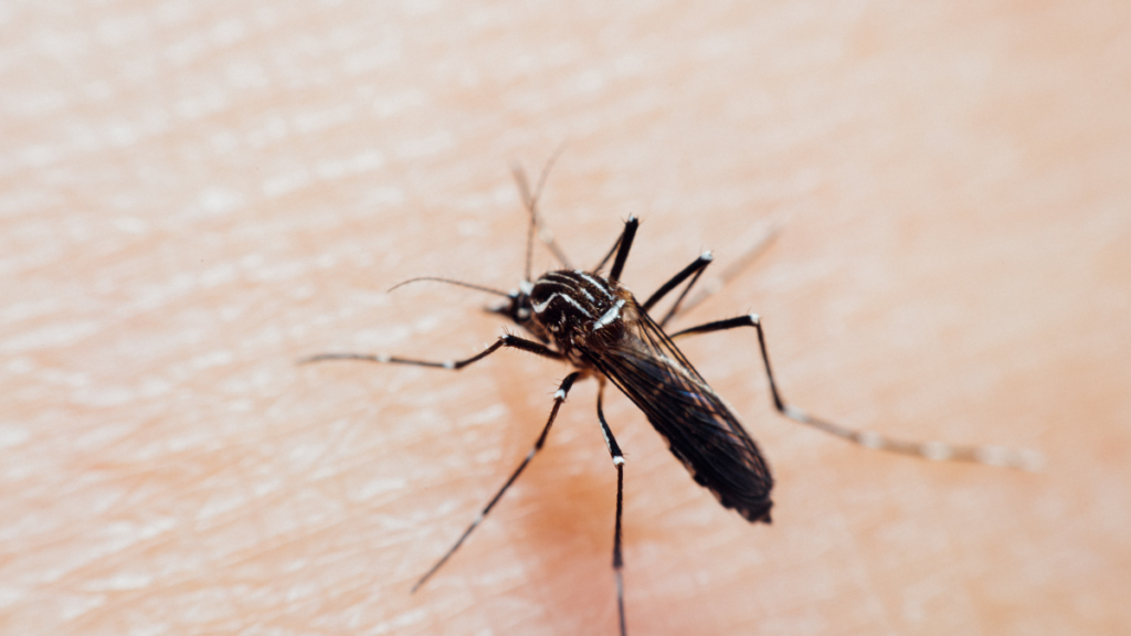 Brasil dá passo importante no combate à chikungunya com nova vacina