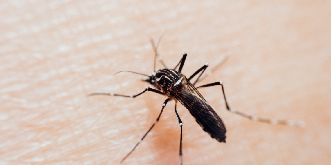 Brasil dá passo importante no combate à chikungunya com nova vacina