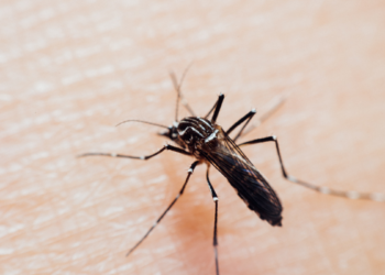Brasil dá passo importante no combate à chikungunya com nova vacina