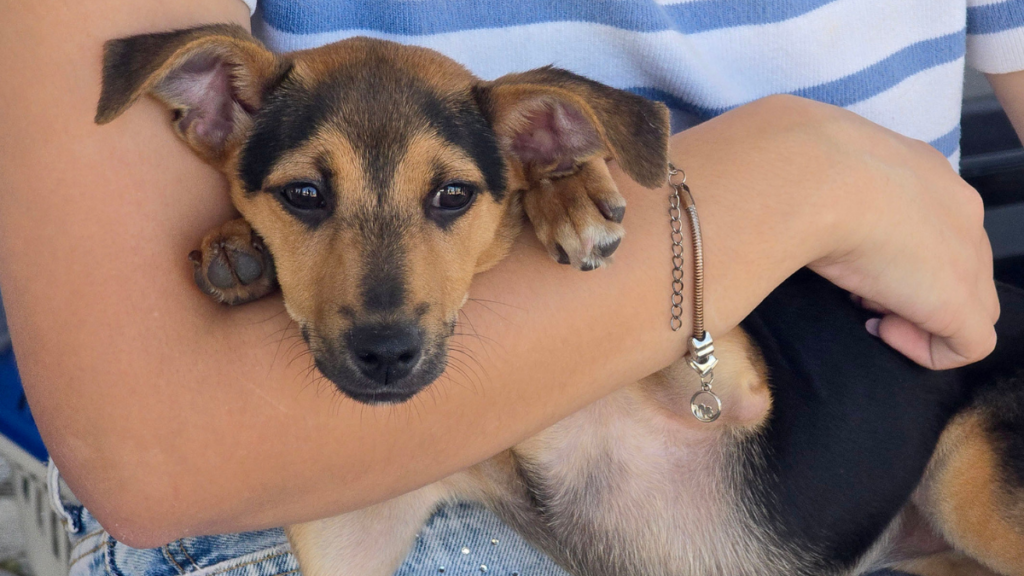 Feira de adoção em Macaé terá cães, gatos e processo de cadastro para adoção de cavalos no próximo sábado.