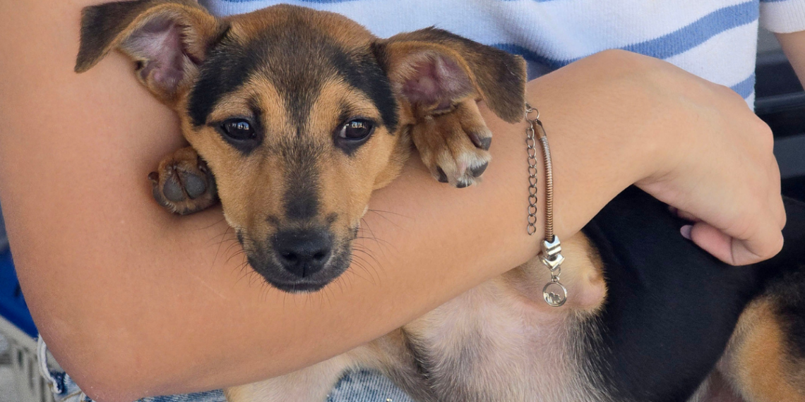 Feira de adoção em Macaé terá cães, gatos e processo de cadastro para adoção de cavalos no próximo sábado.