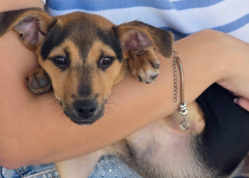Feira de adoção em Macaé terá cães, gatos e processo de cadastro para adoção de cavalos no próximo sábado.