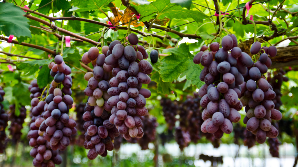 Setor de vinhos do Rio de Janeiro cresce rapidamente, fortalece o turismo rural e impulsiona a economia fluminense, destacam especialistas em congresso na Alerj.