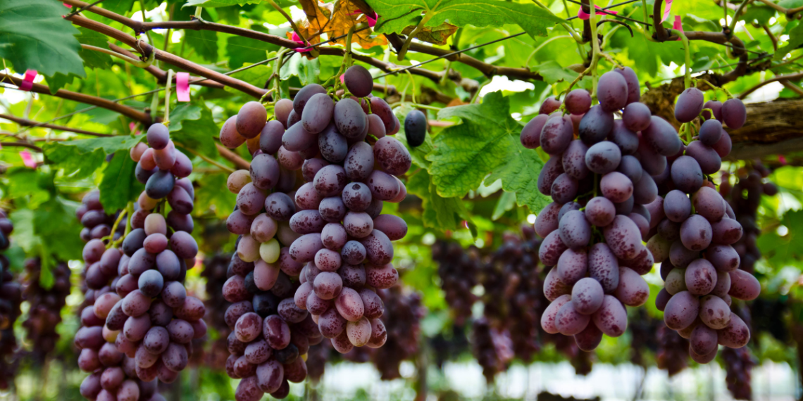 Setor de vinhos do Rio de Janeiro cresce rapidamente, fortalece o turismo rural e impulsiona a economia fluminense, destacam especialistas em congresso na Alerj.