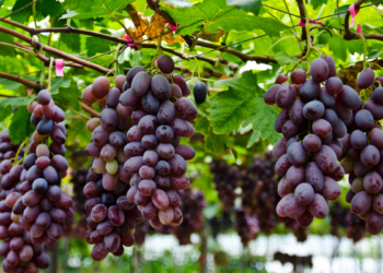 Setor de vinhos do Rio de Janeiro cresce rapidamente, fortalece o turismo rural e impulsiona a economia fluminense, destacam especialistas em congresso na Alerj.