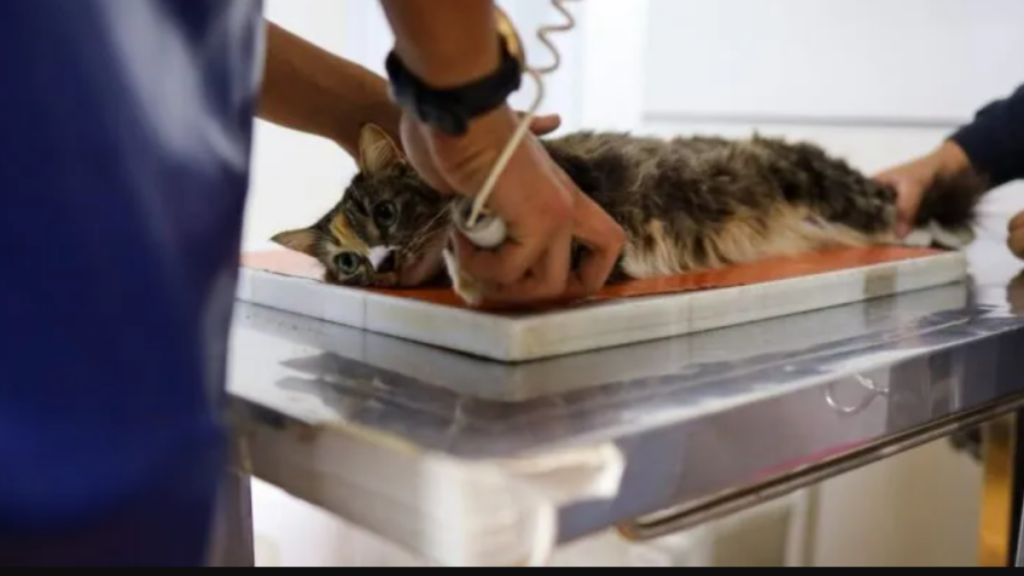 Mais de 10 mil castrações gratuitas marcam avanço das políticas de proteção animal em Cabo Frio.