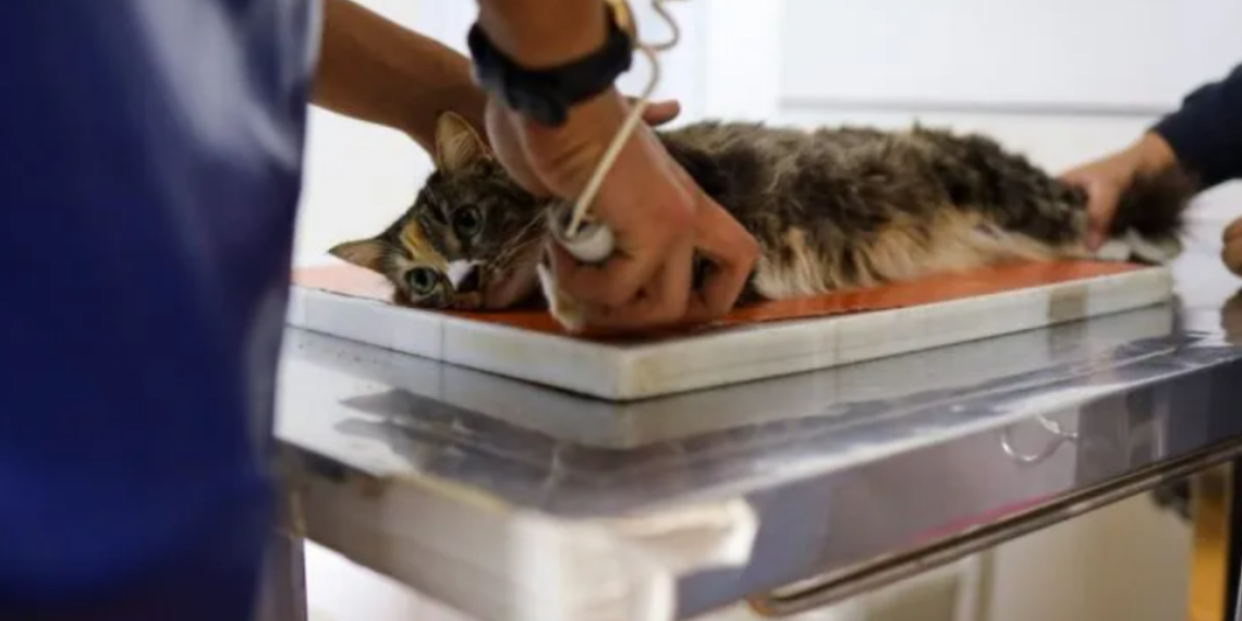 Mais de 10 mil castrações gratuitas marcam avanço das políticas de proteção animal em Cabo Frio.