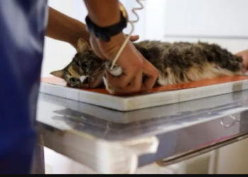Mais de 10 mil castrações gratuitas marcam avanço das políticas de proteção animal em Cabo Frio.
