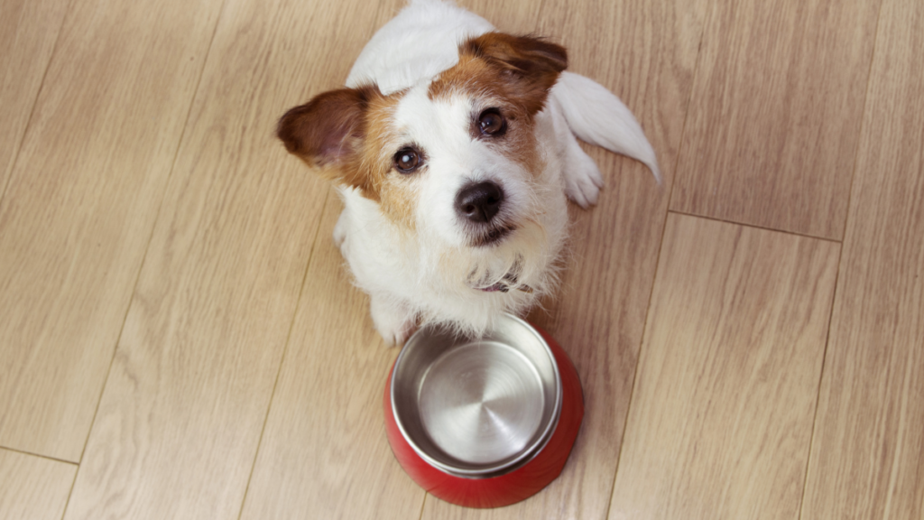 Cabo Frio inicia cadastro para o Programa Banco de Ração, que arrecada e distribui alimentos para cães e gatos em situação de vulnerabilidade. Veja quem pode participar e como se inscrever.