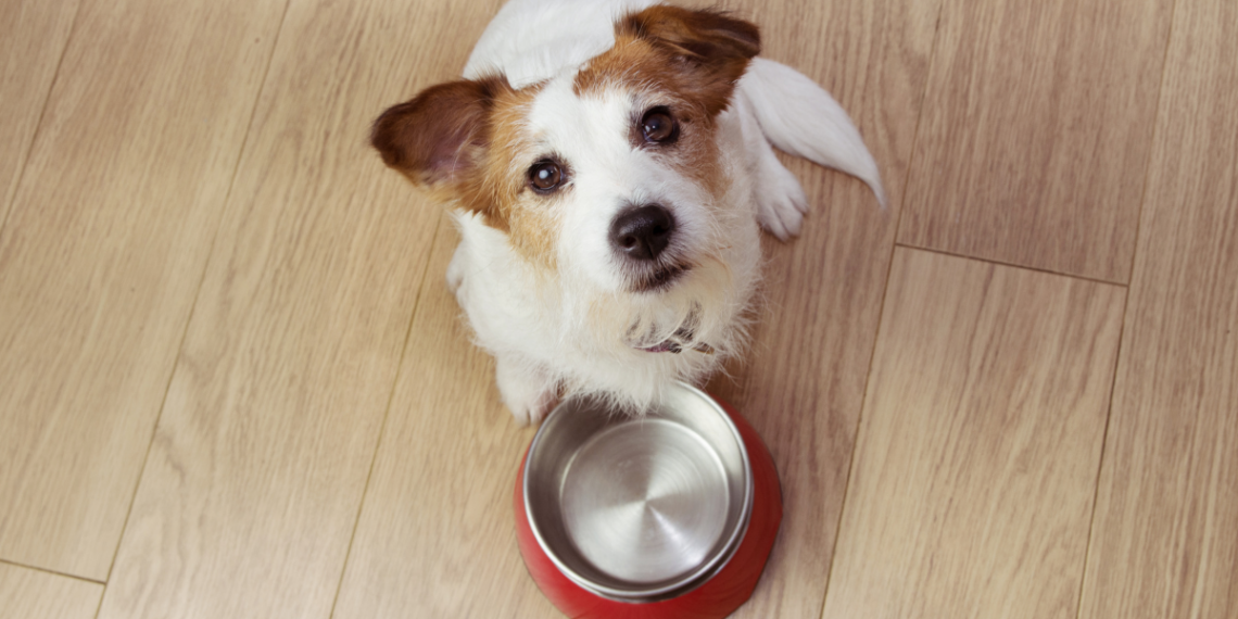 Cabo Frio inicia cadastro para o Programa Banco de Ração, que arrecada e distribui alimentos para cães e gatos em situação de vulnerabilidade. Veja quem pode participar e como se inscrever.