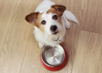 Cabo Frio inicia cadastro para o Programa Banco de Ração, que arrecada e distribui alimentos para cães e gatos em situação de vulnerabilidade. Veja quem pode participar e como se inscrever.