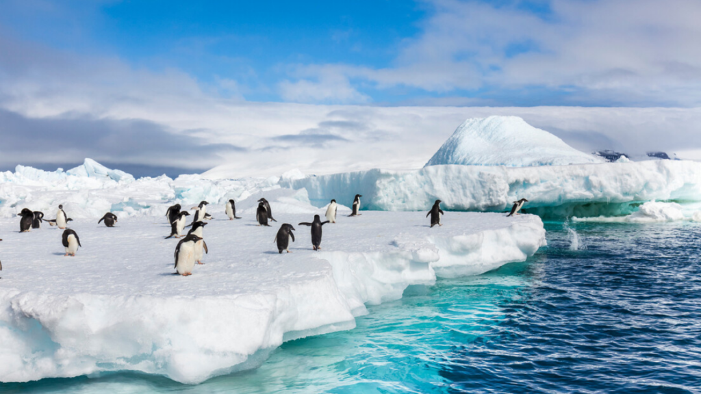 Equipe com participação brasileira identifica nova espécie de pinguim e redefine classificação científica.