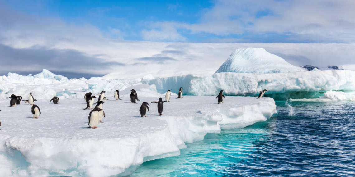 Equipe com participação brasileira identifica nova espécie de pinguim e redefine classificação científica.