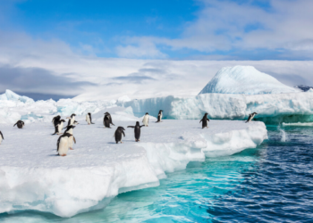 Equipe com participação brasileira identifica nova espécie de pinguim e redefine classificação científica.