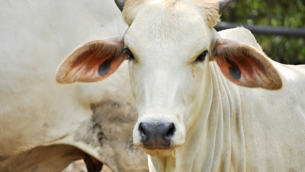 União Europeia suspende autorização do Brasil para exportações de carnes e derivados animais.