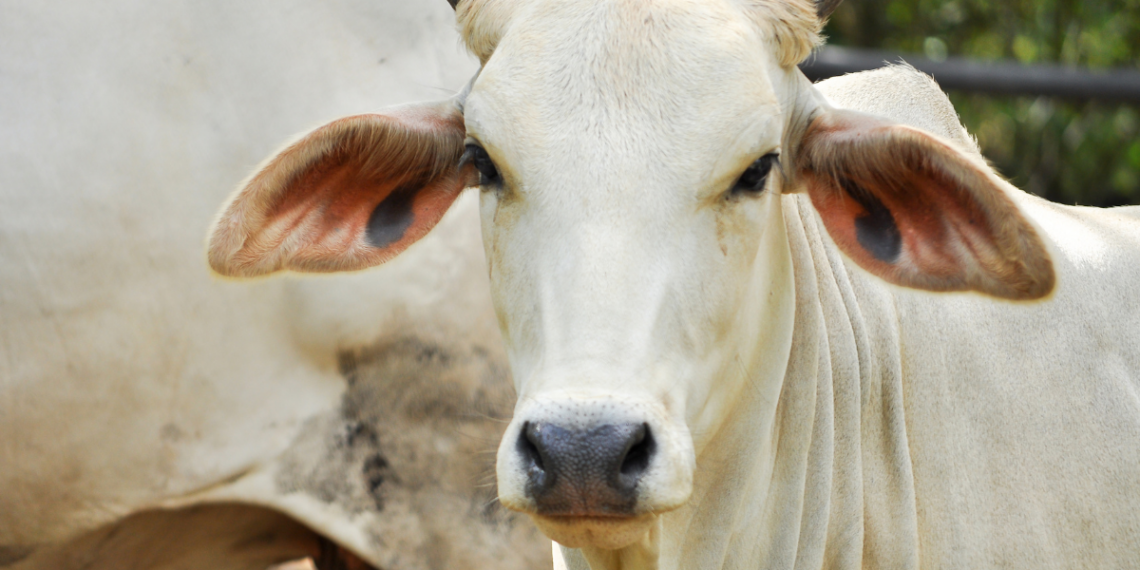 União Europeia suspende autorização do Brasil para exportações de carnes e derivados animais.