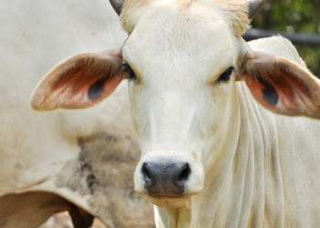 União Europeia suspende autorização do Brasil para exportações de carnes e derivados animais.