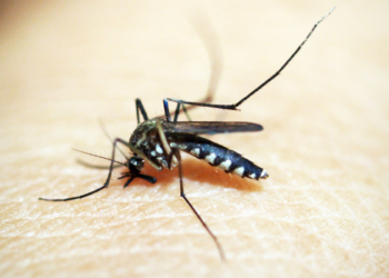 Cresce a preocupação com a febre amarela no Brasil após novos registros da doença e aumento do número de óbitos.